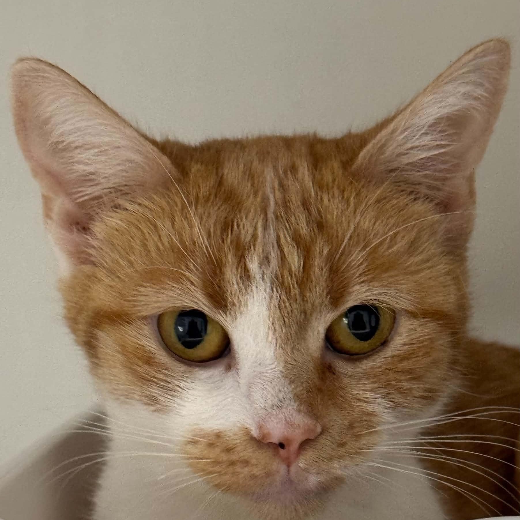 Enlarge Jewel, a Adoptable American Shorthair in Danbury, CT image 2/2