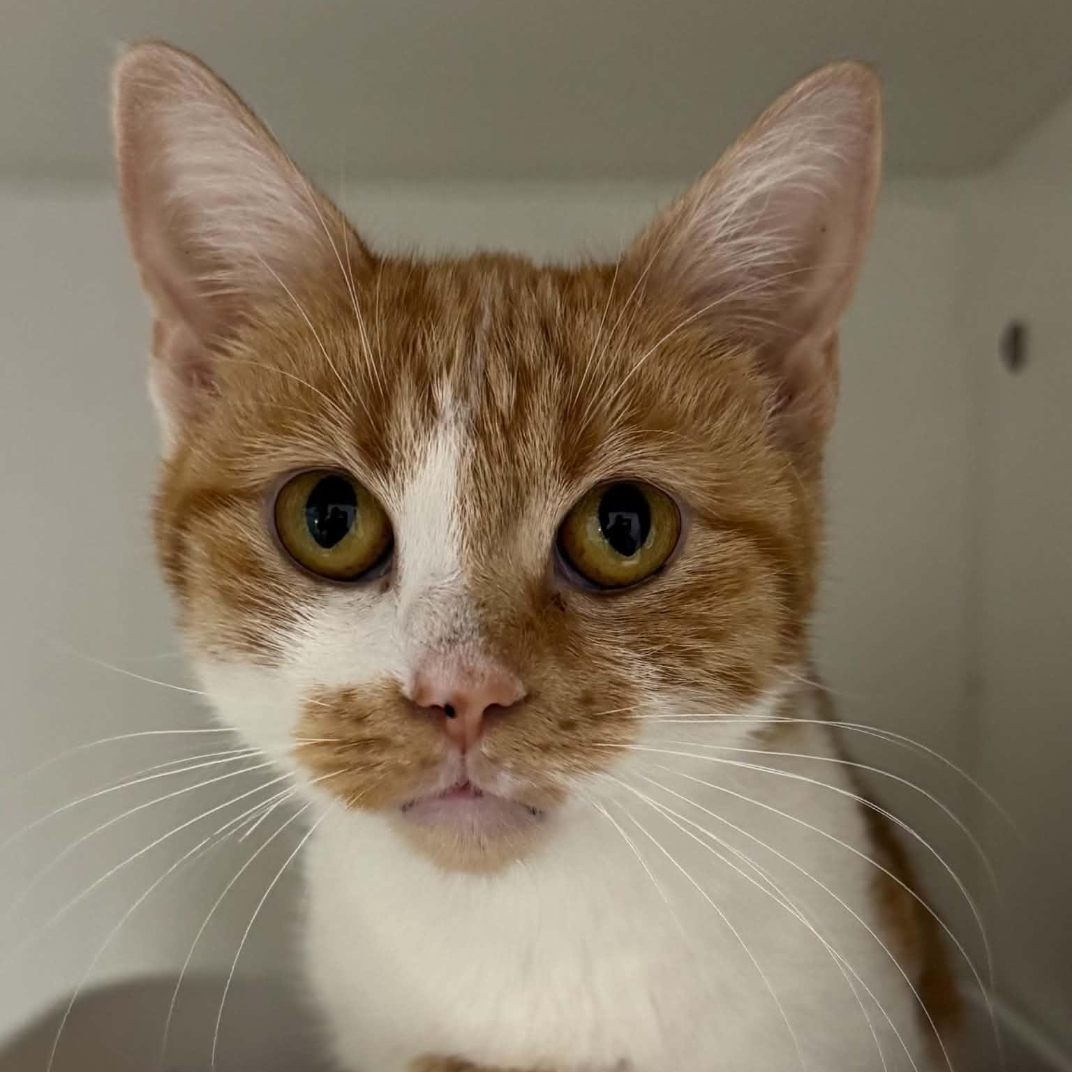 Jewel, Adoptable, Young Female American Shorthair.