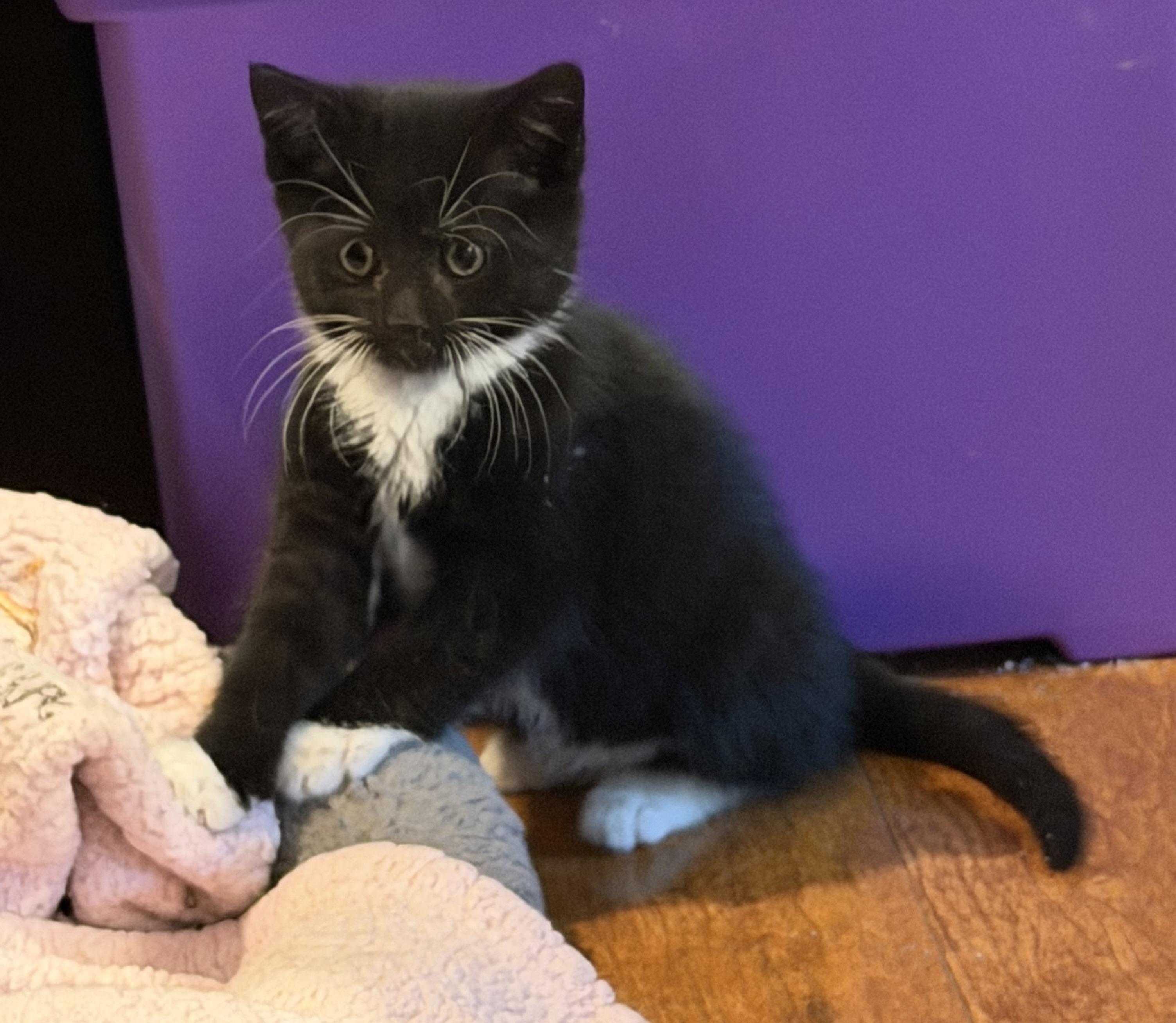 Enlarge Maryland , a ADOPTABLE Domestic Short Hair in Williamsville, NY image 2/2