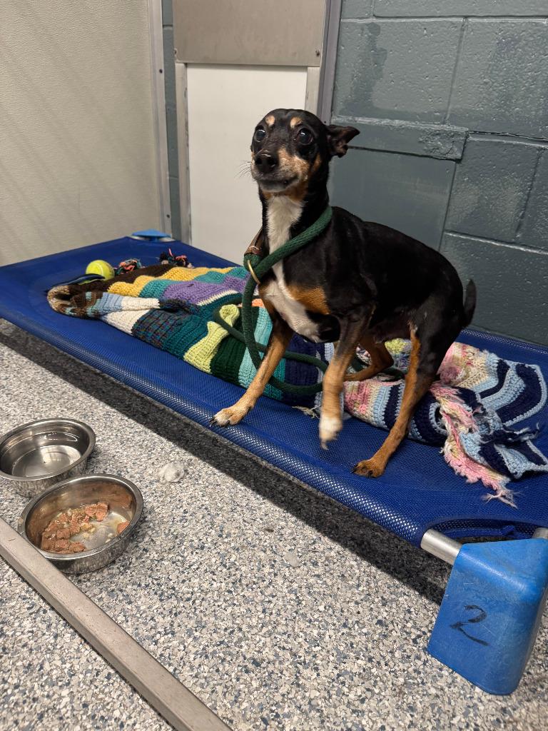 Enlarge Bruiser/Bean, a Adoptable Miniature Pinscher in Sidney, NY image 1/1