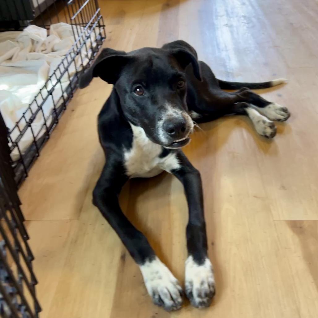 Snap, Adoptable, Young Female Mixed Breed.