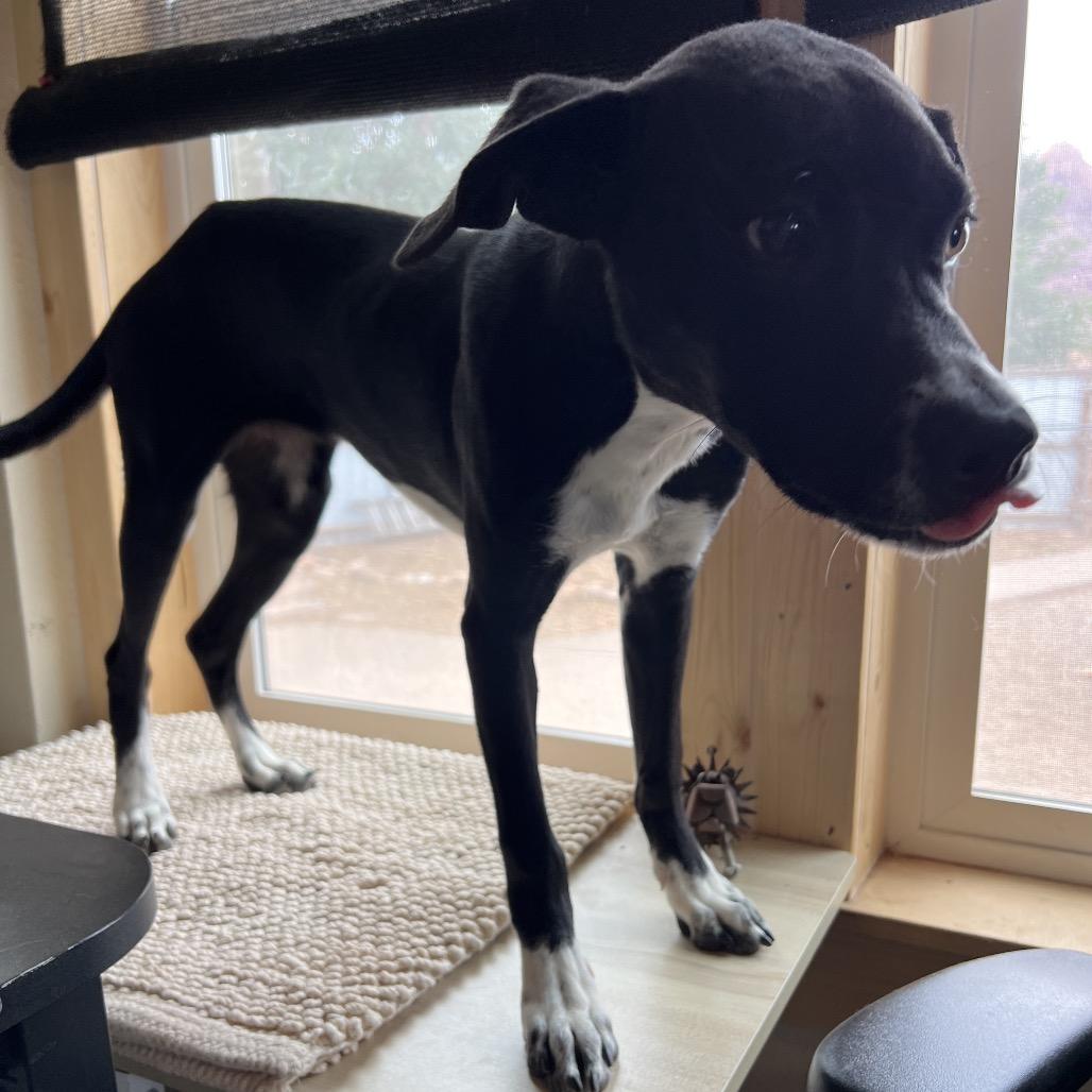 Enlarge Snap, a Adoptable Mixed Breed in Moab, UT image 2/6