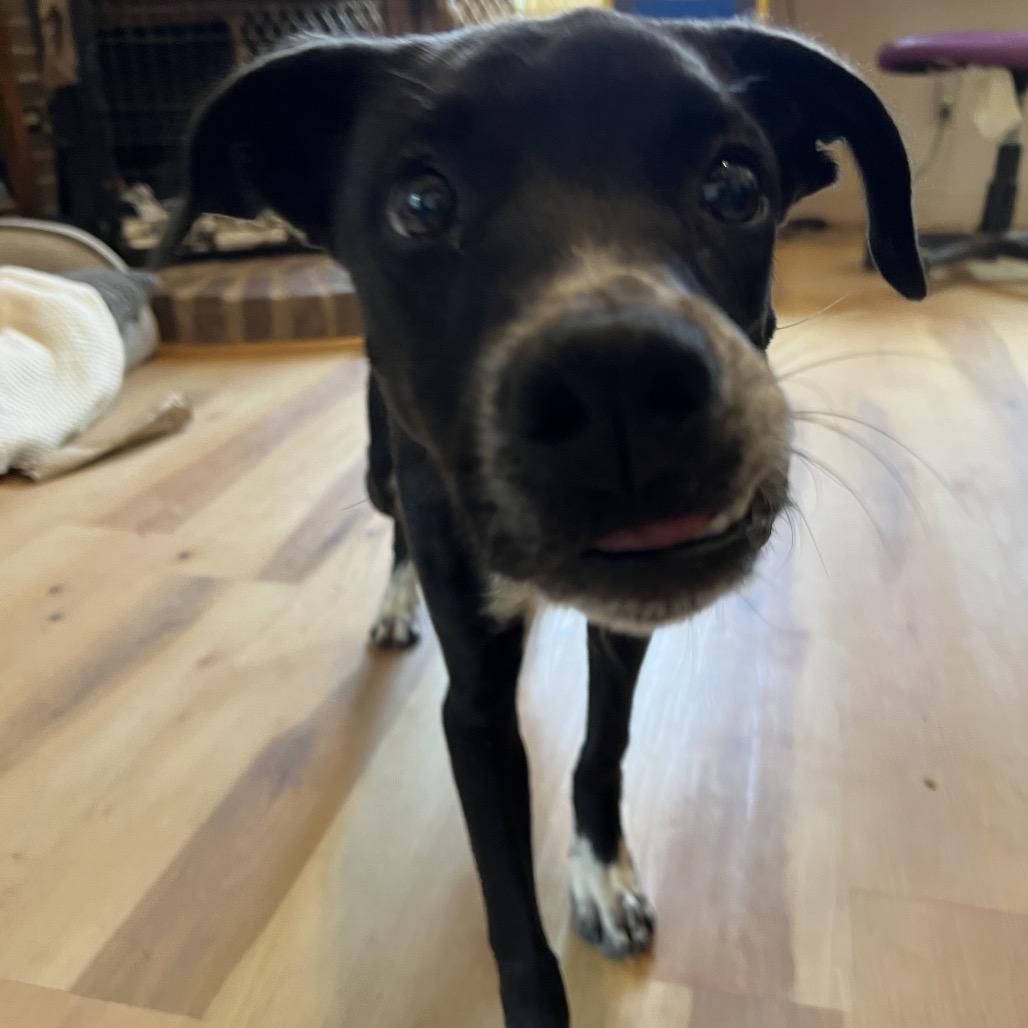 Enlarge Snap, a Adoptable Mixed Breed in Moab, UT image 4/6