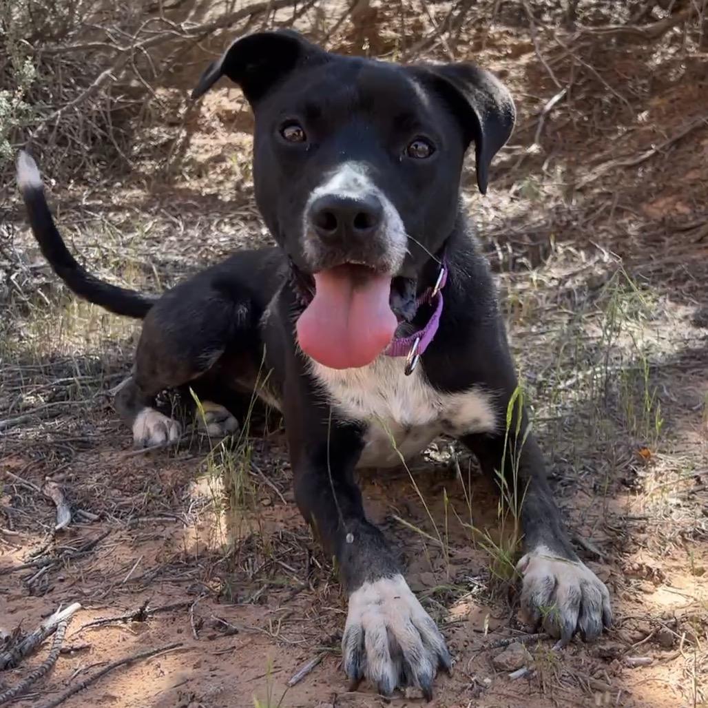 Enlarge Snap, a Adoptable Mixed Breed in Moab, UT image 4/6