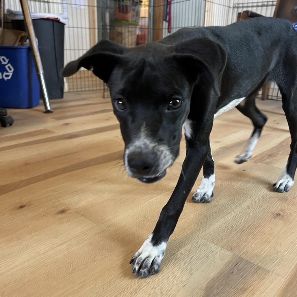 Enlarge Snap, a Adoptable Mixed Breed in Moab, UT image 5/6