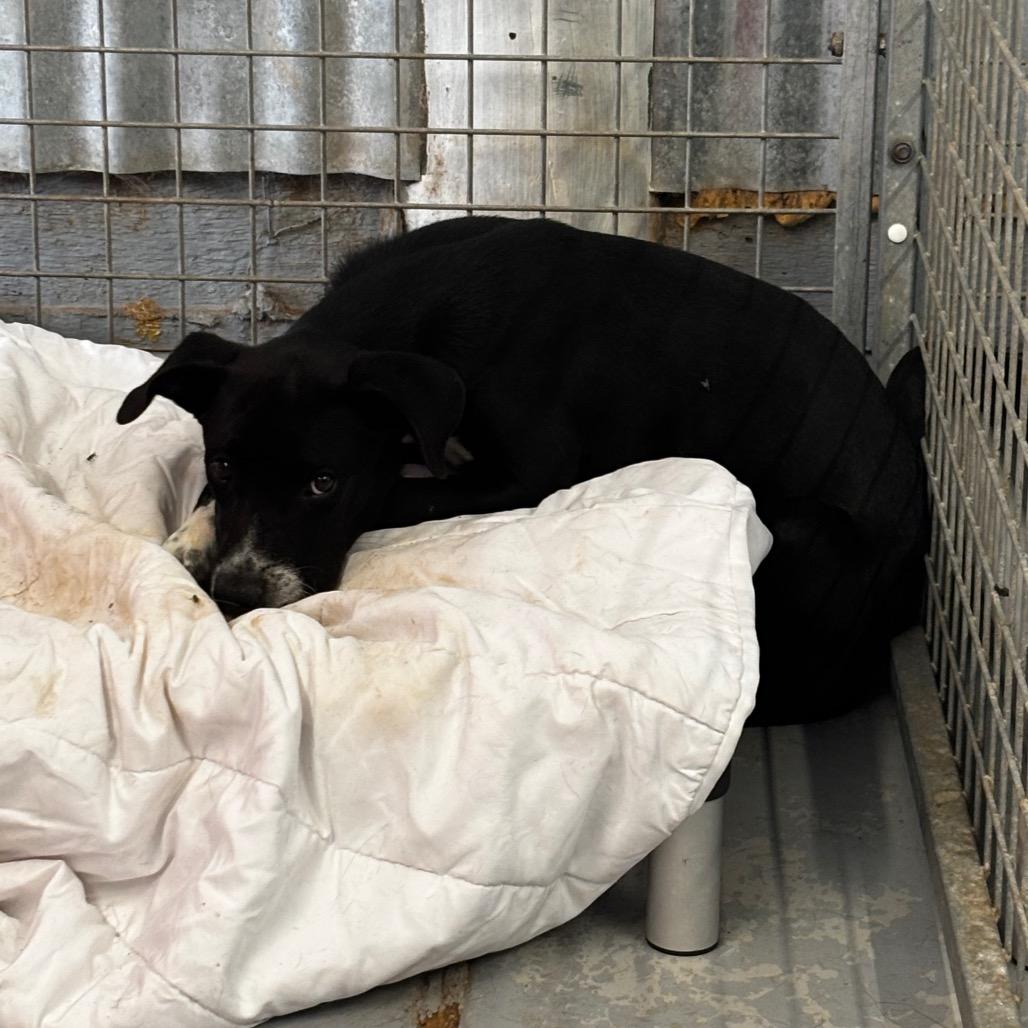 Enlarge Snap, a Adoptable Mixed Breed in Moab, UT image 6/6