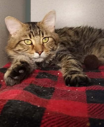 Tyler (Barn Cat), Adoptable, Adult Male Domestic Medium Hair.