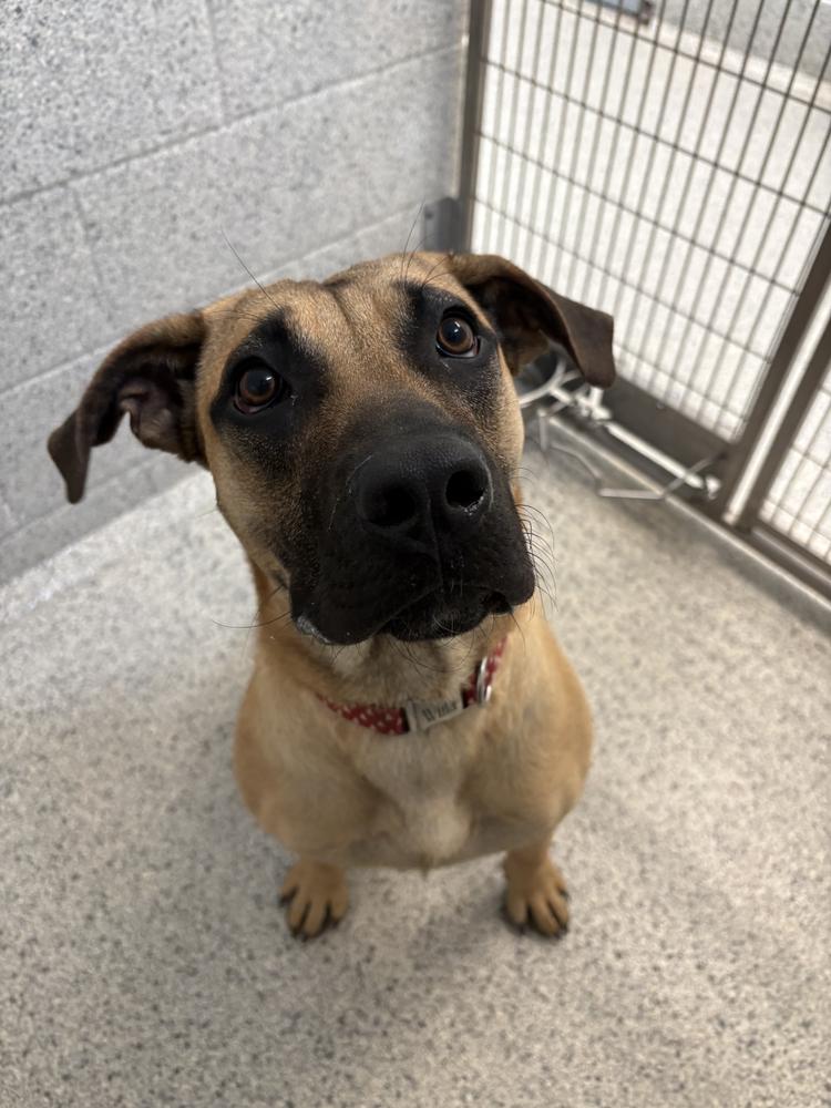 Julie Andrews, Adoptable, Puppy Female Great Dane.