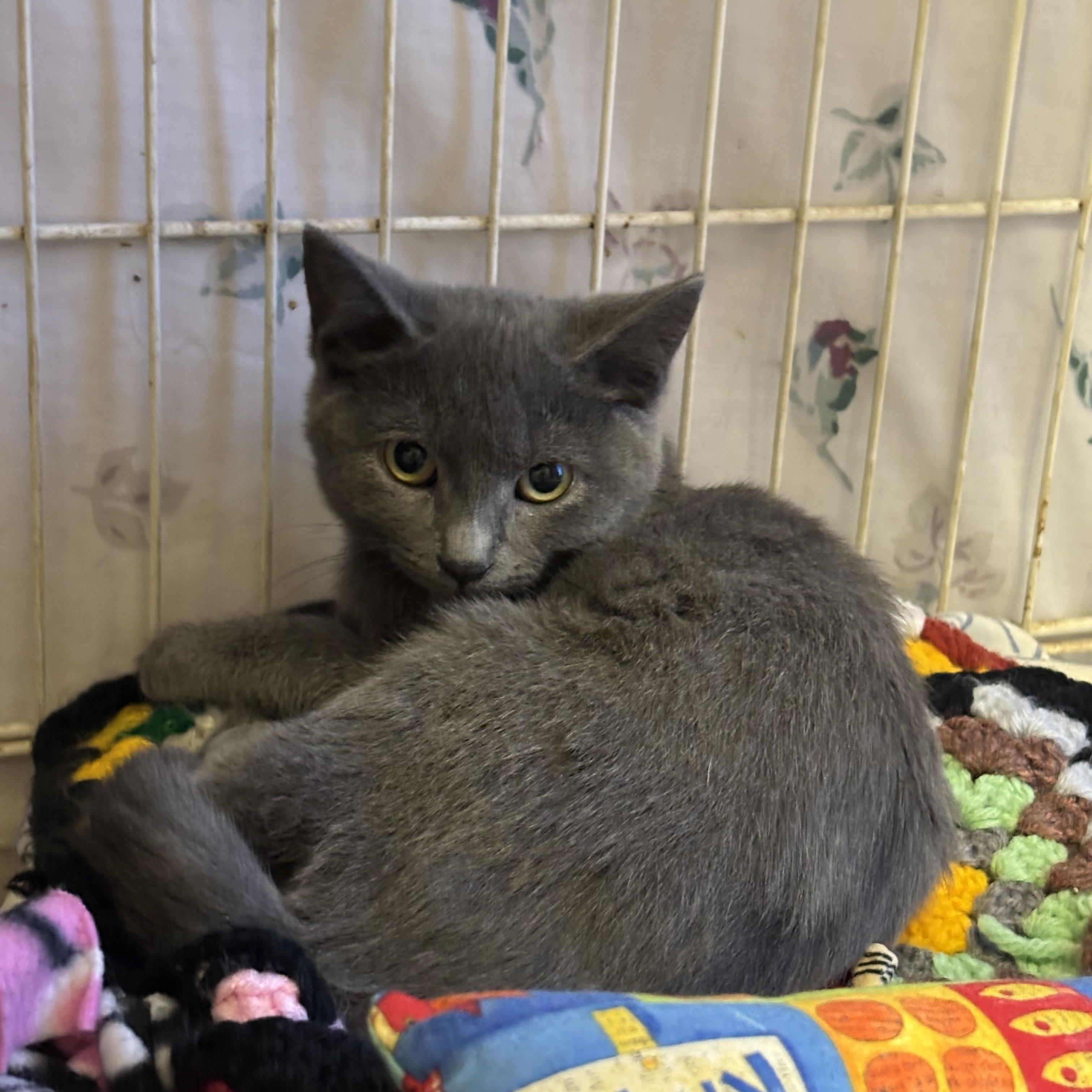 Enlarge Jalapeño, an adoptable Domestic Short Hair in Hamburg, NY image 1/1