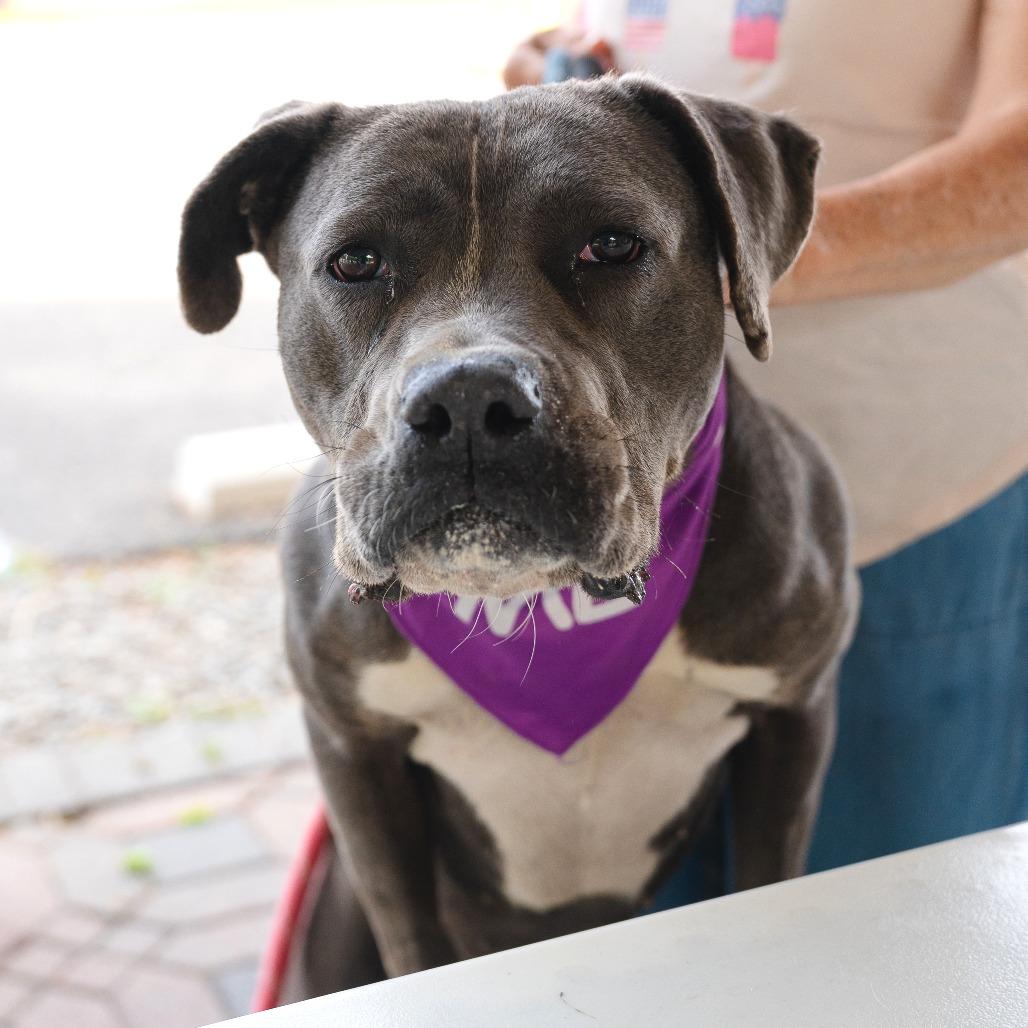 Swiper (In Foster), Adoptable, Adult Female Pit Bull Terrier.