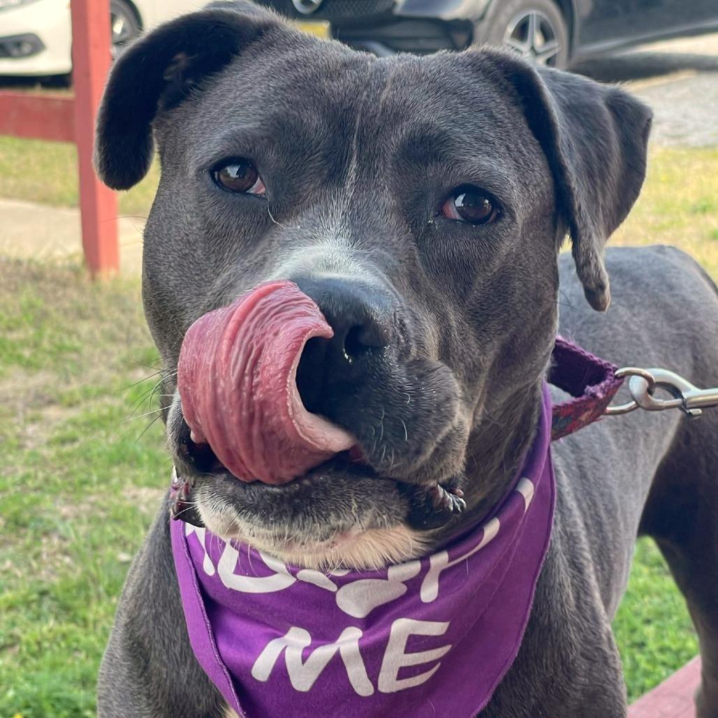 Enlarge Swiper (In Foster), a Adoptable Pit Bull Terrier in Vineland, NJ image 2/4