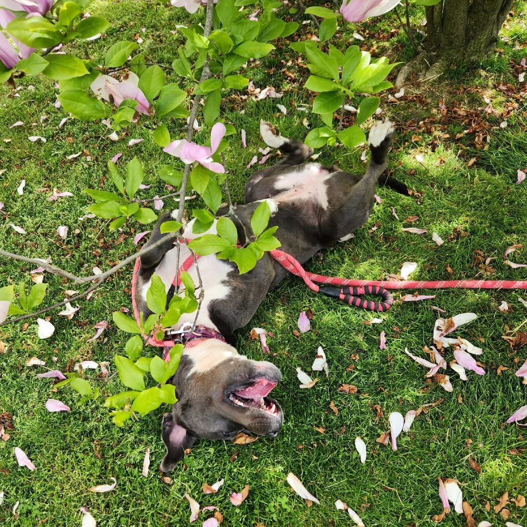 Enlarge Swiper (In Foster), a Adoptable Pit Bull Terrier in Vineland, NJ image 3/4