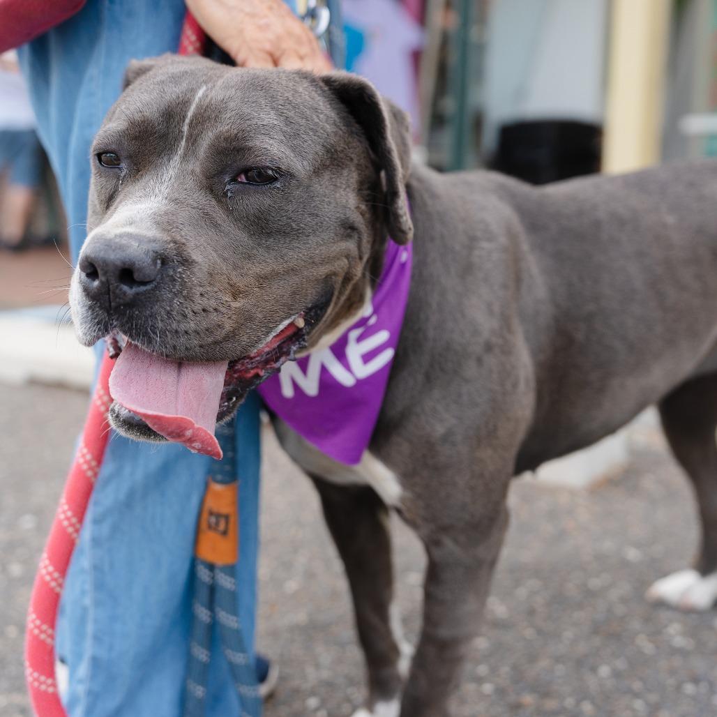Enlarge Swiper (In Foster), a Adoptable Pit Bull Terrier in Vineland, NJ image 4/4