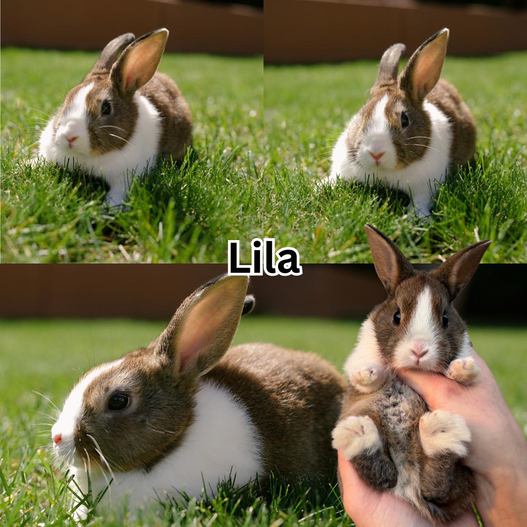 Enlarge Lila, a ADOPTABLE Dutch in Ripon, CA image 1/1