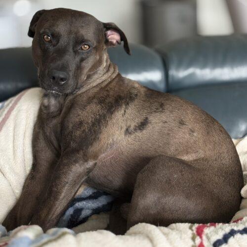 Mr Brown, Adoptable, Young Male Catahoula Leopard Dog & Pit Bull Terrier.