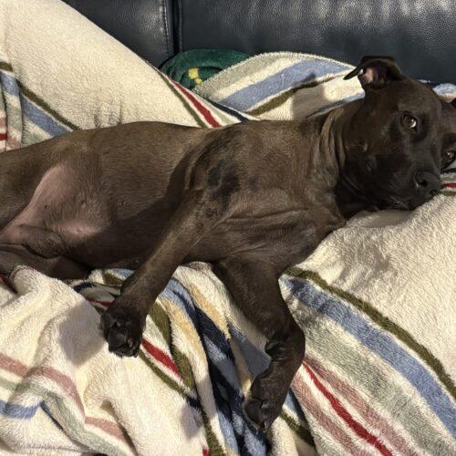Enlarge Mr Brown, a Adoptable mixed breed in Glendale, AZ image 2/4