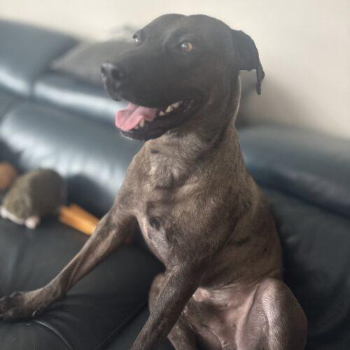 Enlarge Mr Brown, a Adoptable mixed breed in Glendale, AZ image 3/4