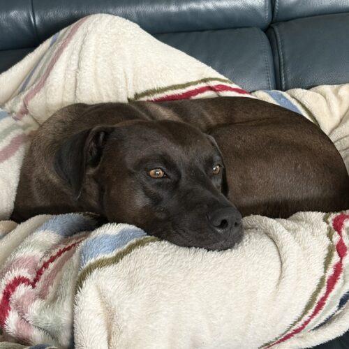 Enlarge Mr Brown, a Adoptable mixed breed in Glendale, AZ image 4/4