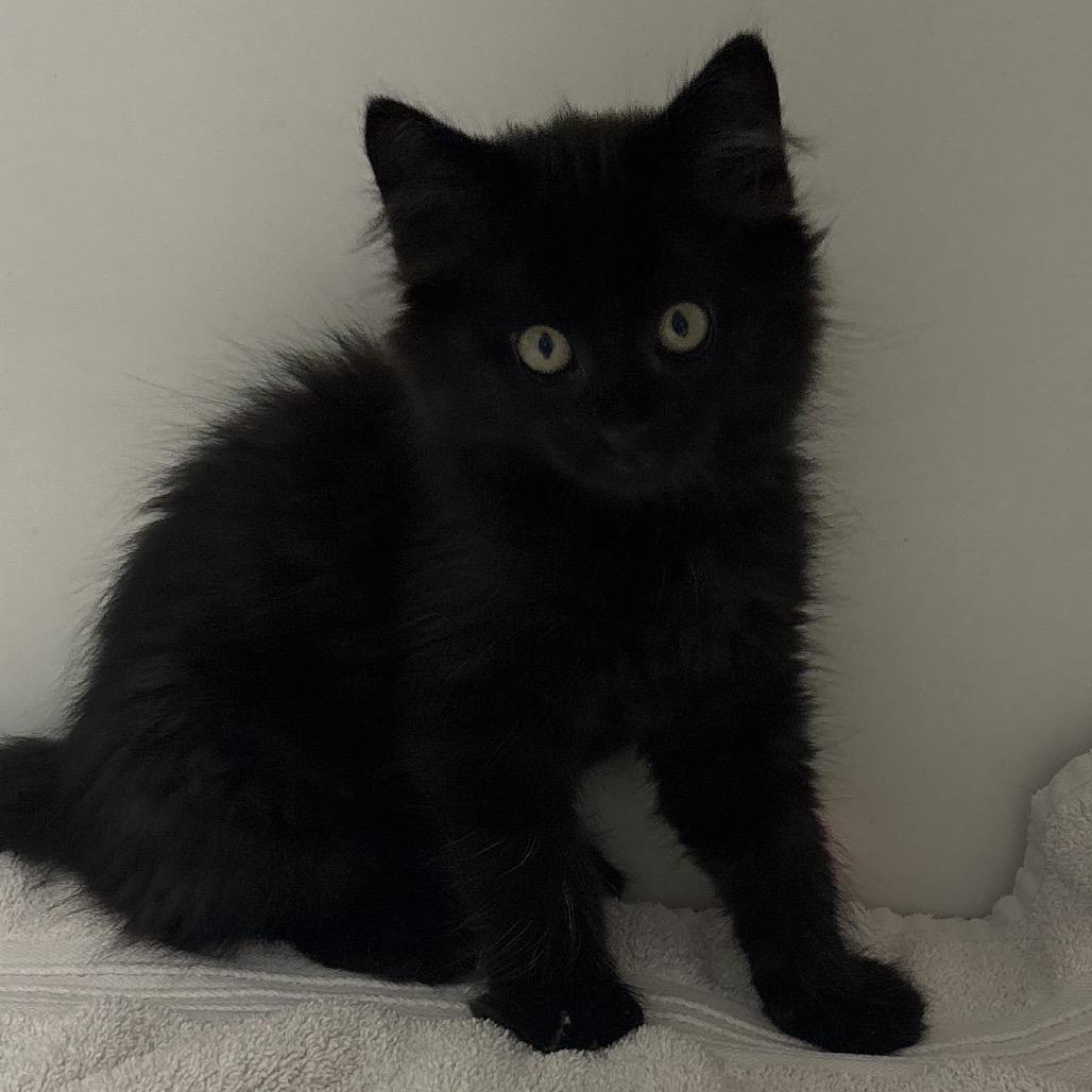 Frank, Adoptable, Kitten Male Domestic Medium Hair.