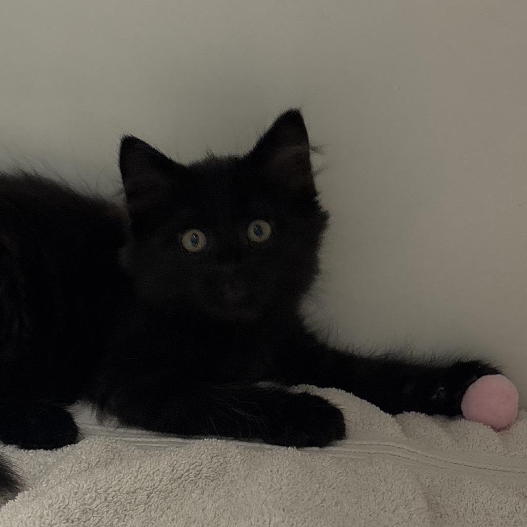 Enlarge Frank, a Adoptable Domestic Medium Hair in Naperville, IL image 2/2