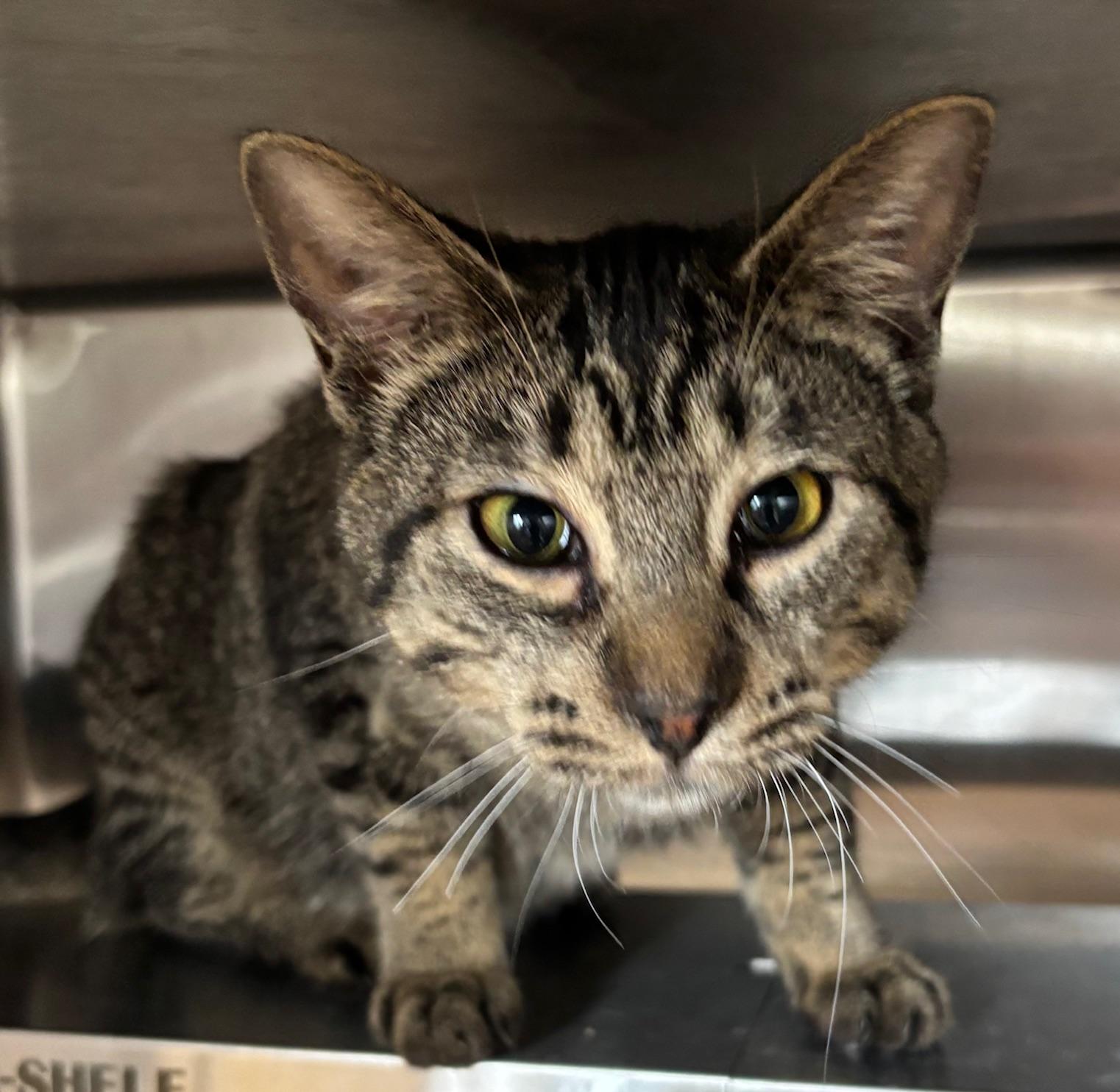 Dorothy , adopted, Young Female Tabby.