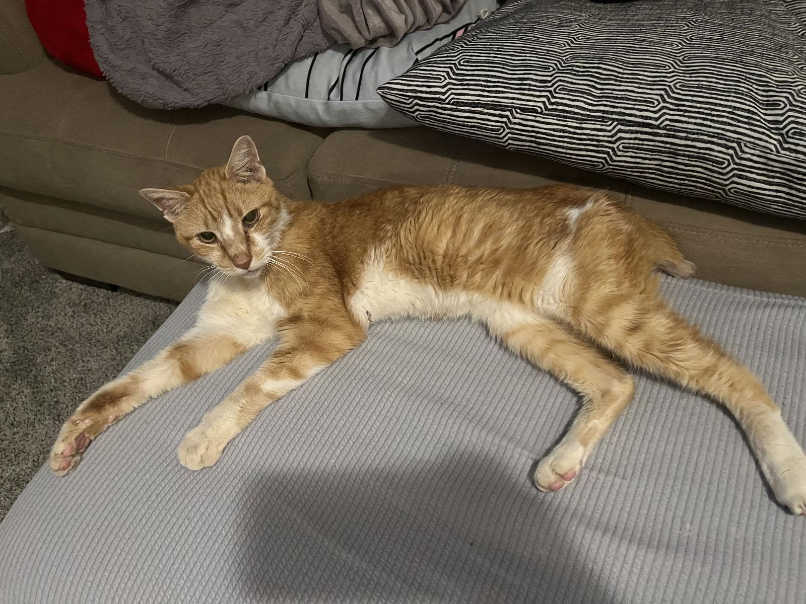 Enlarge Spencer, a Adoptable Domestic Short Hair in Broomall, PA image 1/3