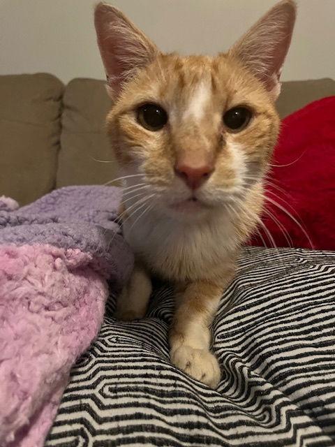 Enlarge Spencer, a Adoptable Domestic Short Hair in Broomall, PA image 2/3