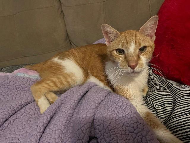 Enlarge Spencer, a Adoptable Domestic Short Hair in Broomall, PA image 3/3