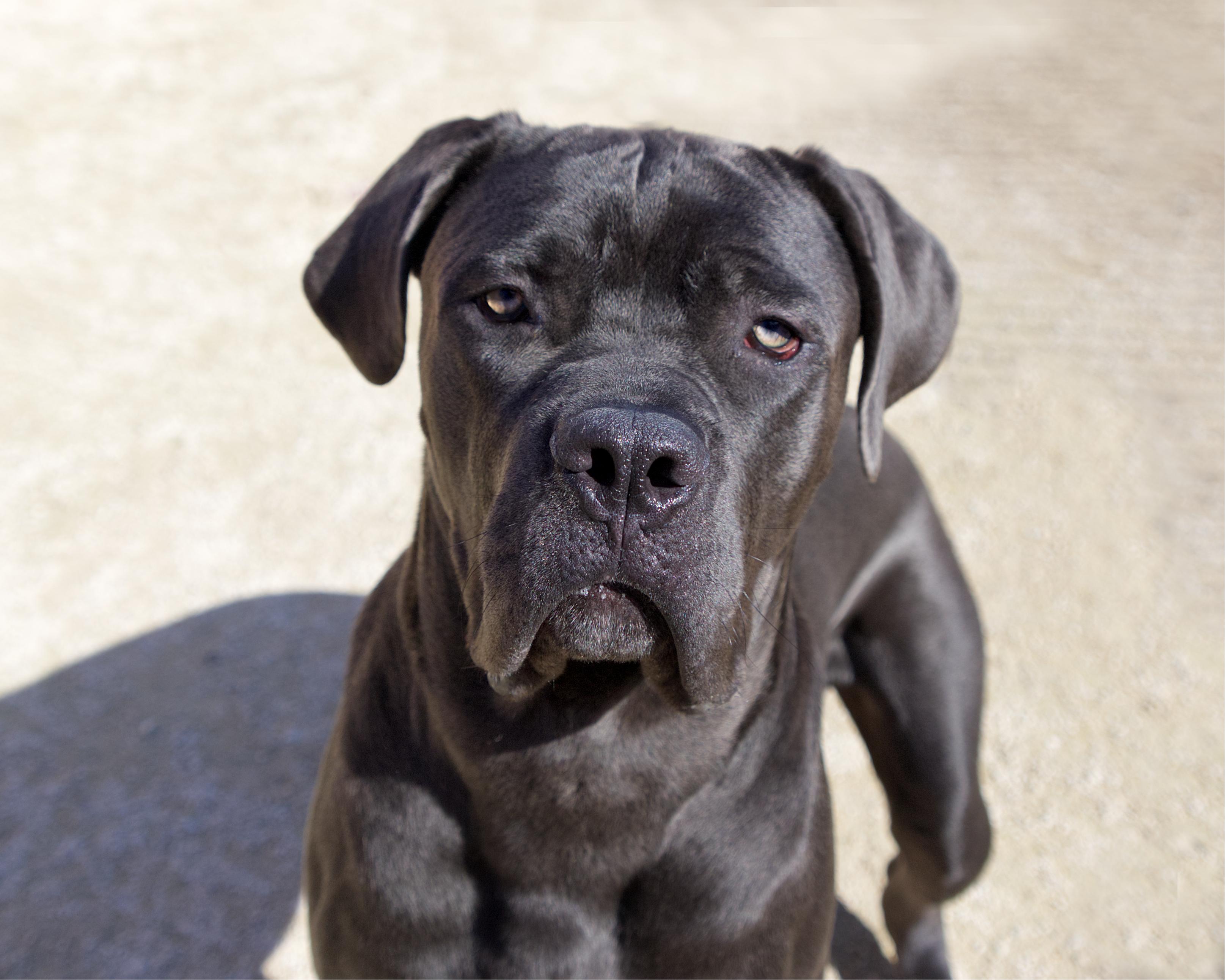 Enlarge Barney, a Adoptable mixed breed in Winnipeg, MB image 2/6