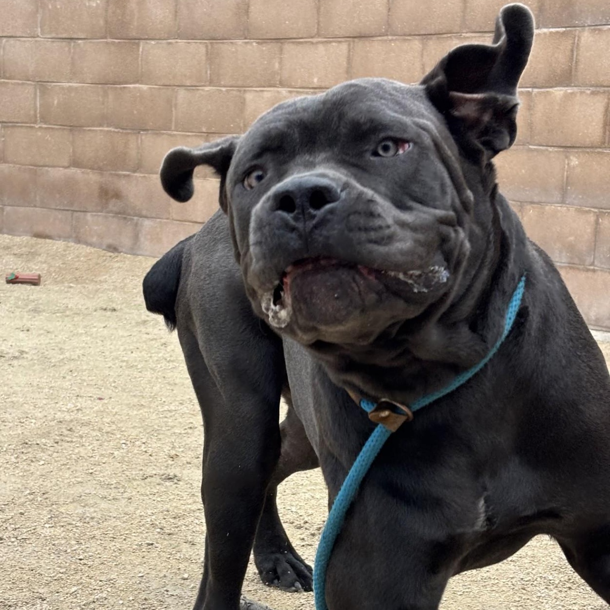 Enlarge Barney, a Adoptable mixed breed in Winnipeg, MB image 6/6