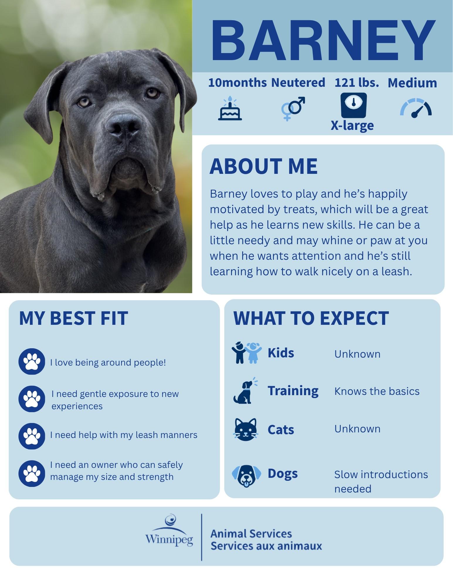 Barney, Adoptable, Young Male Mastiff.
