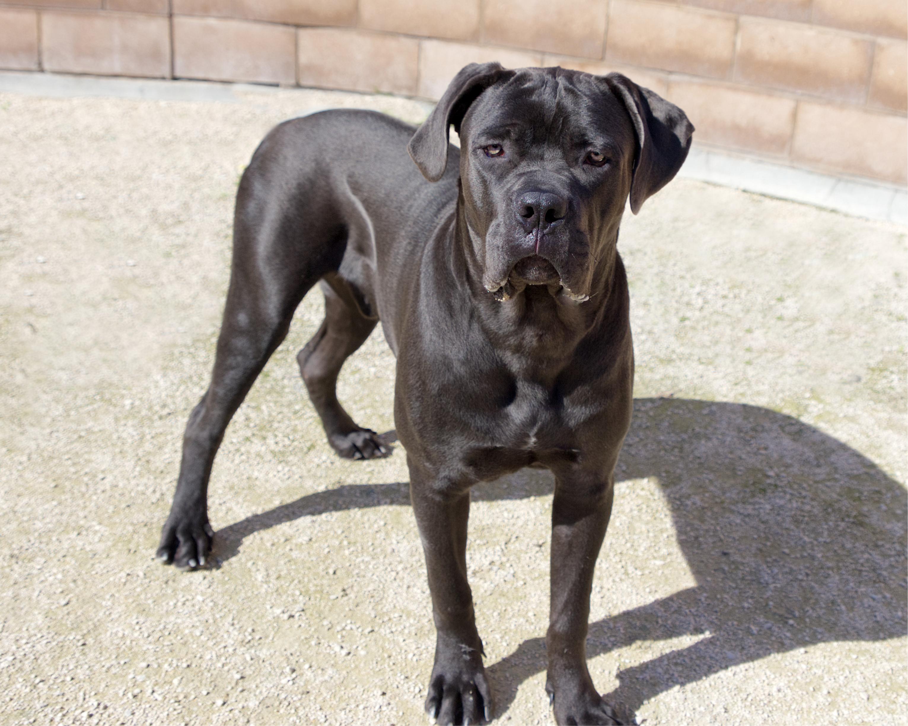 Enlarge Barney, a Adoptable mixed breed in Winnipeg, MB image 3/6