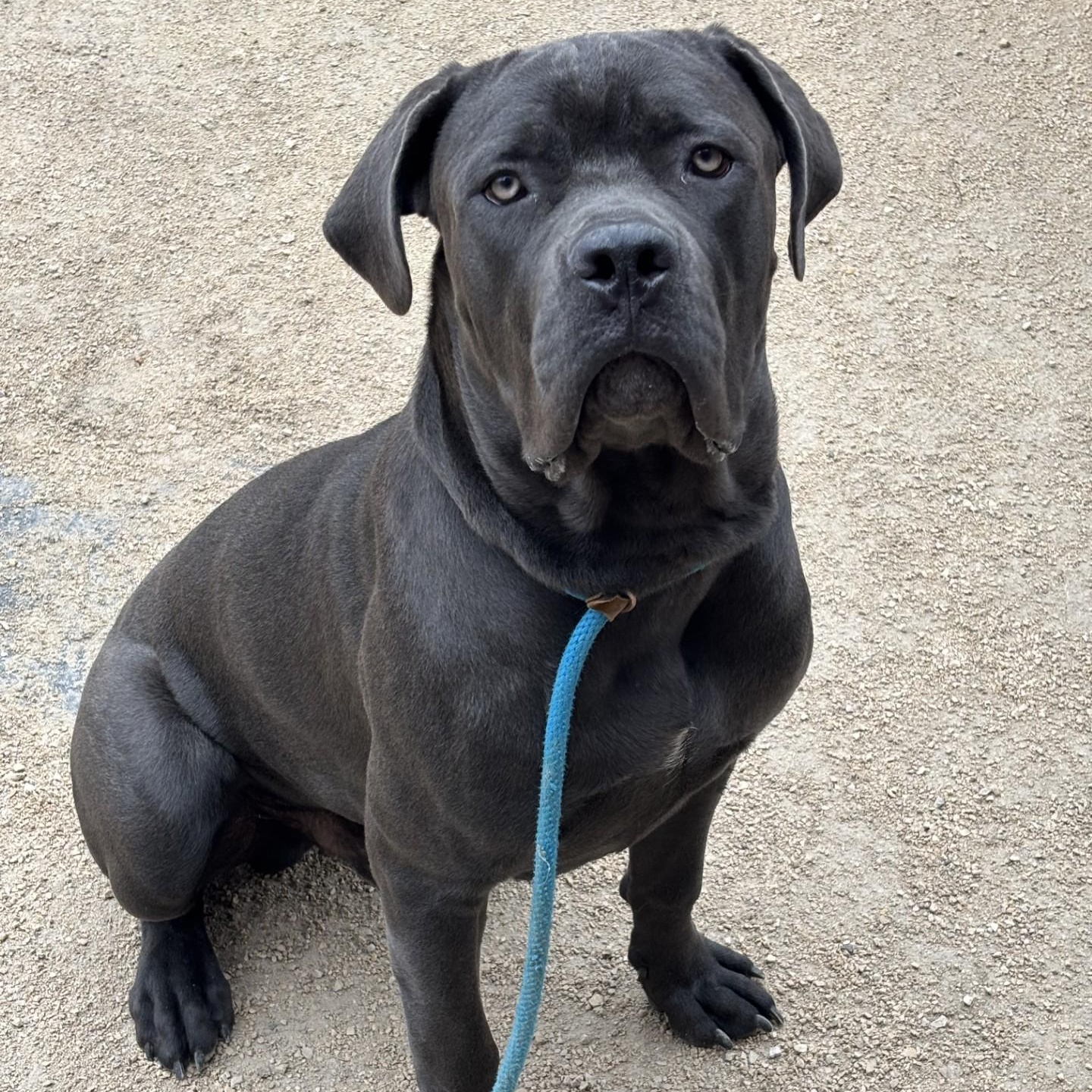Enlarge Barney, a Adoptable mixed breed in Winnipeg, MB image 4/6