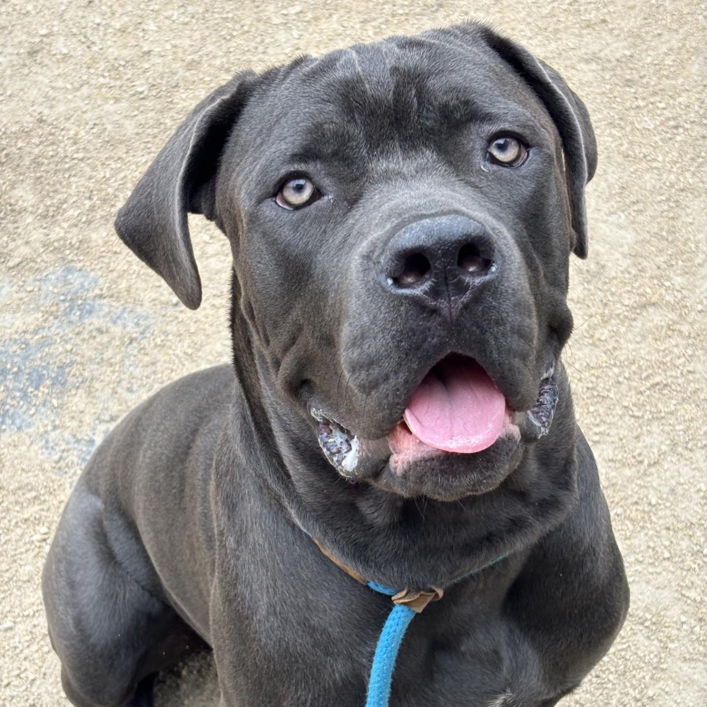 Enlarge Barney, a Adoptable mixed breed in Winnipeg, MB image 5/6