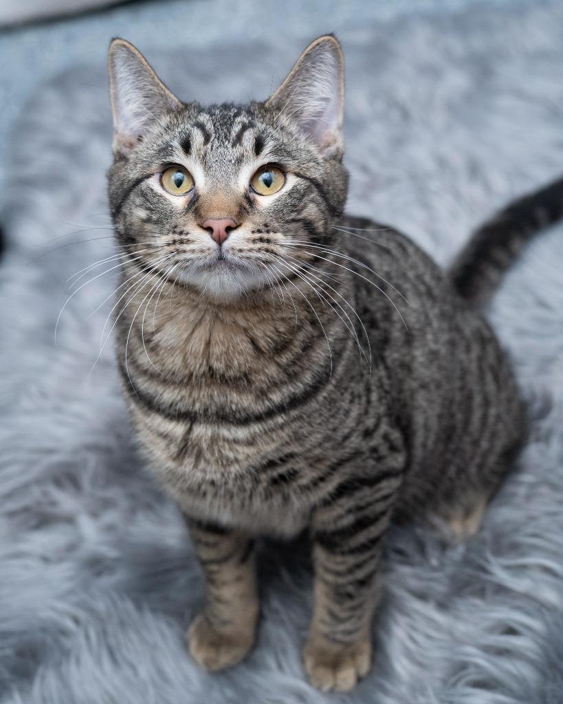 Enlarge Chucky, a Adoptable mixed breed in Boone, IA image 1/4