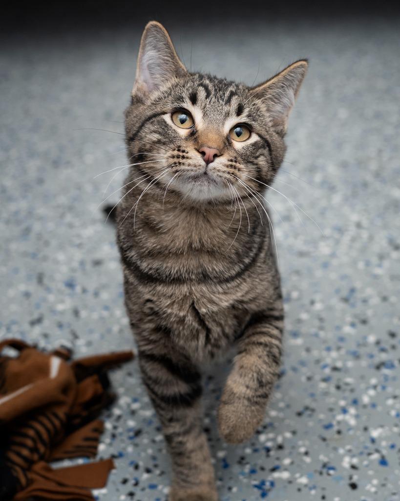 Enlarge Chucky, a Adoptable mixed breed in Boone, IA image 1/1