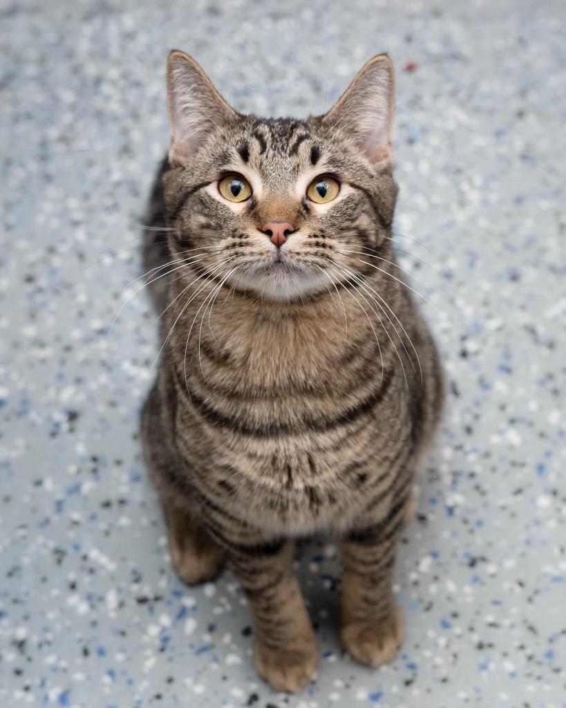 Enlarge Chucky, a Adoptable mixed breed in Boone, IA image 3/4
