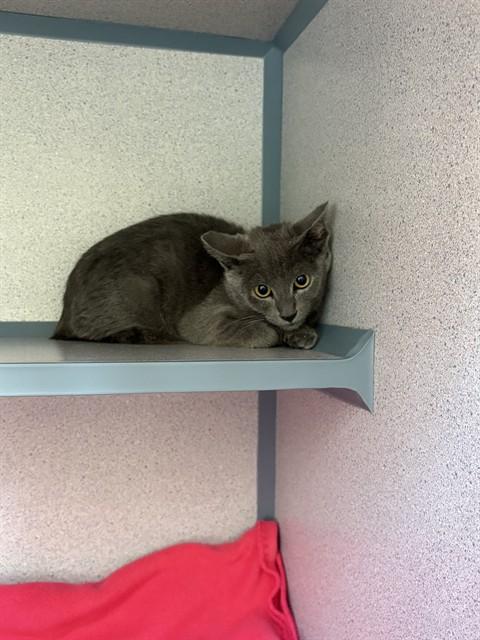 ARTTY, Adoptable, Kitten Male Domestic Short Hair.