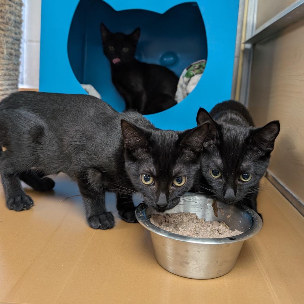 Iris, Adoptable, Kitten Female Domestic Short Hair.