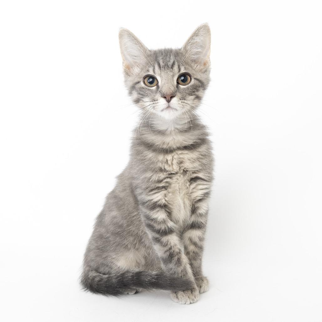 Enlarge Mistletoe, a Adoptable Domestic Short Hair in Franklin, TN image 1/2
