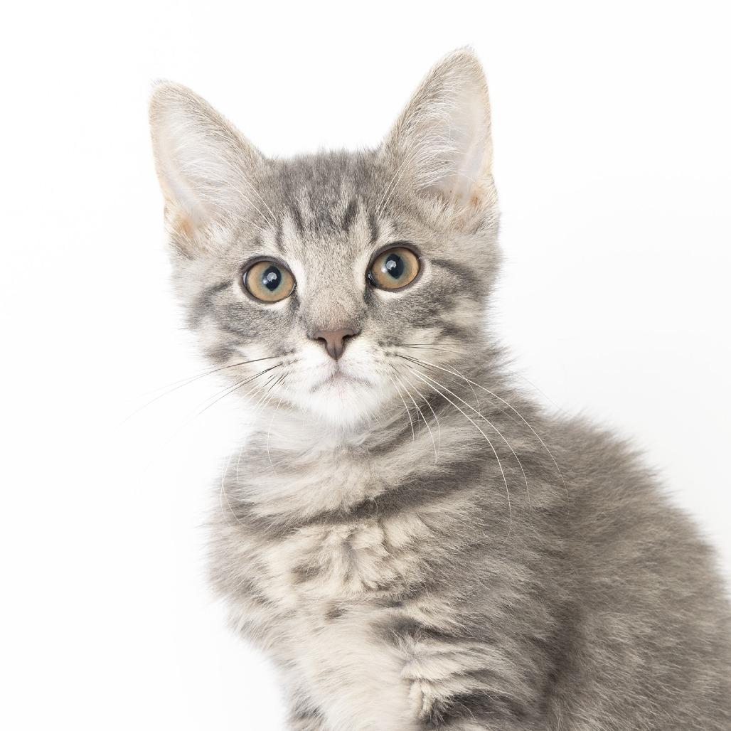 Enlarge Mistletoe, a Adoptable Domestic Short Hair in Franklin, TN image 2/2