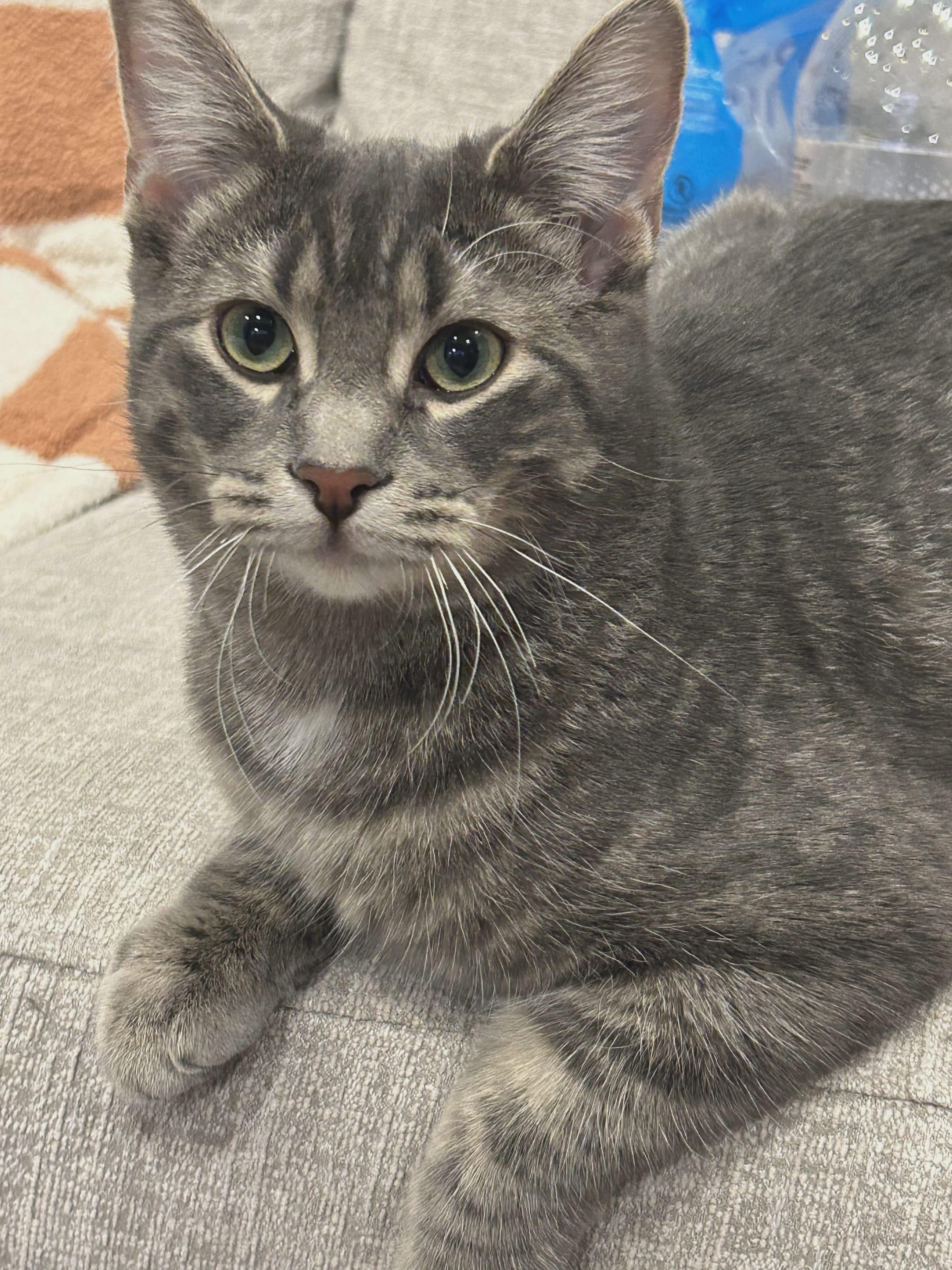 Jasper, ADOPTABLE, Young Male Tabby.