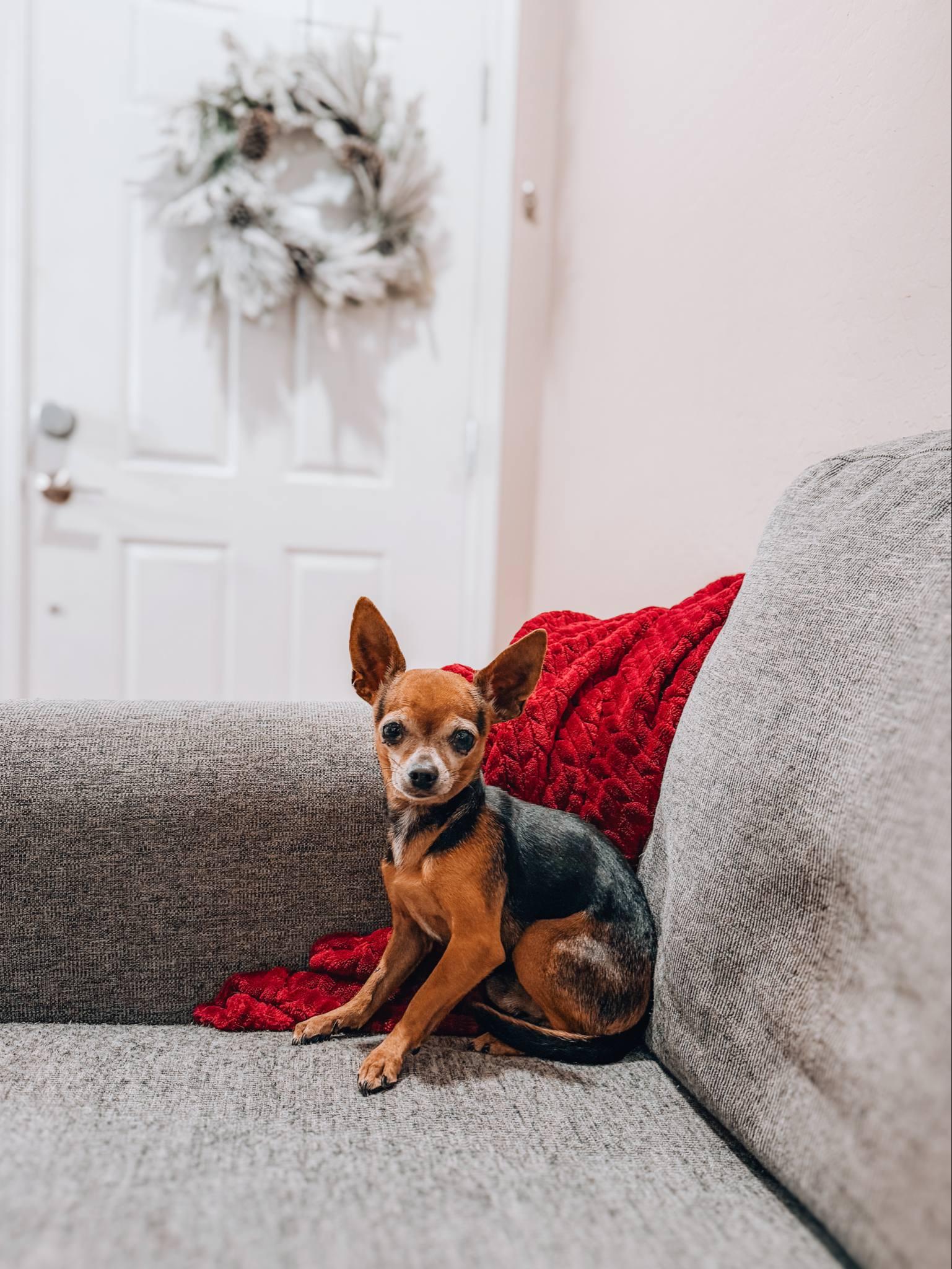 Enlarge Oscarito, a ADOPTABLE Chihuahua in Goodyear, AZ image 1/1