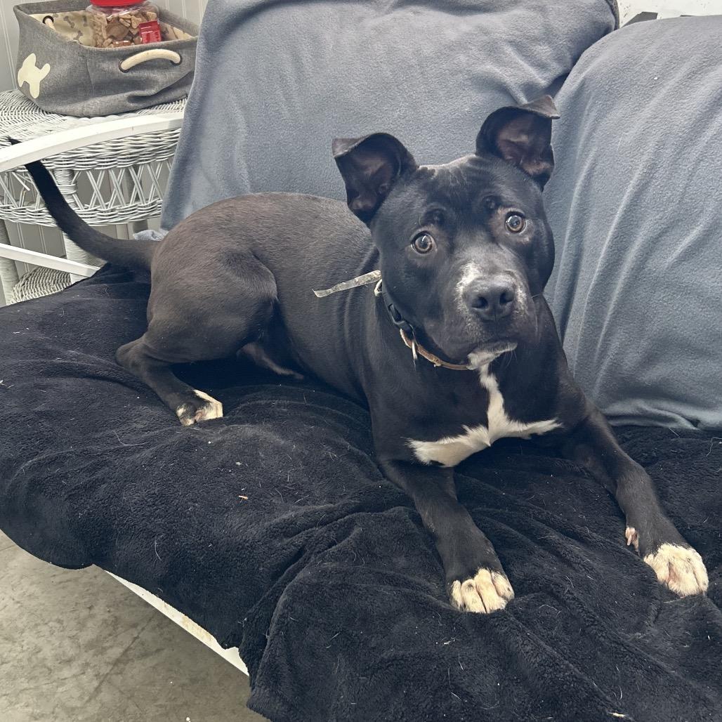 Sonic, Adoptable, Adult Male Boxer.