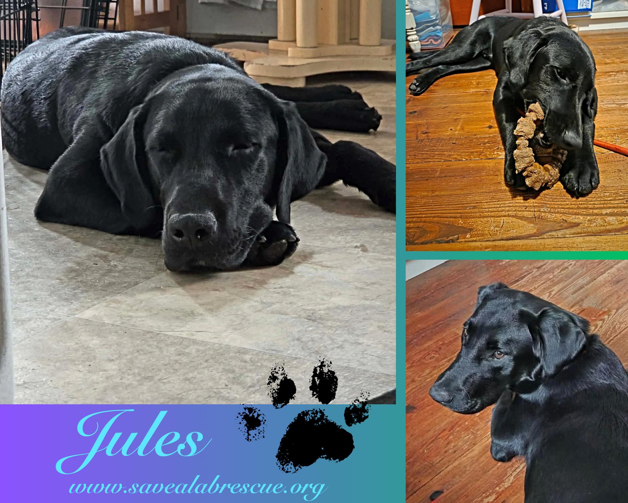 Enlarge Jules, an adopted mixed breed in Newport, RI image 1/1