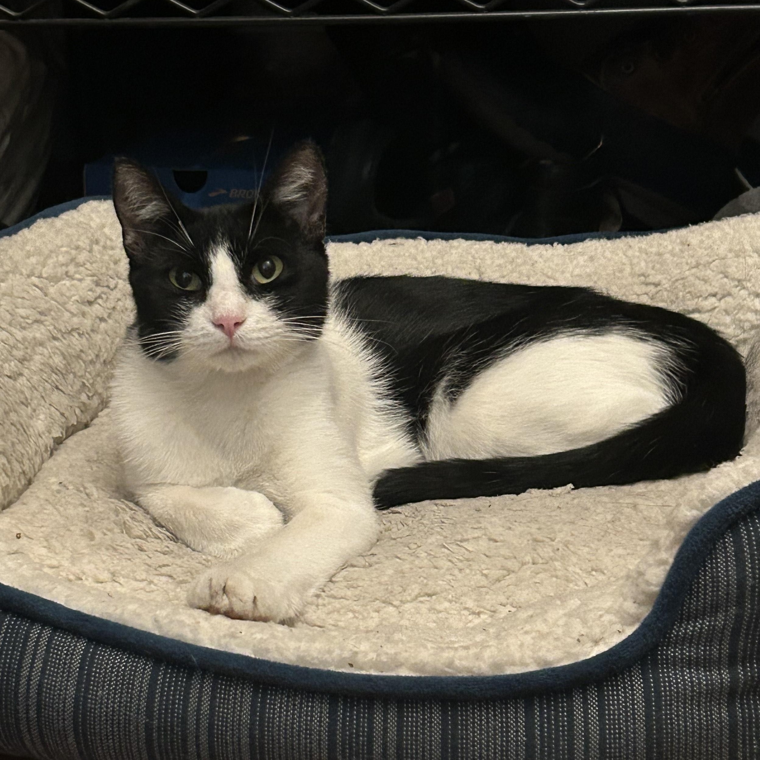 Enlarge Abbie, a Adoptable mixed breed in Antioch, CA image 5/6