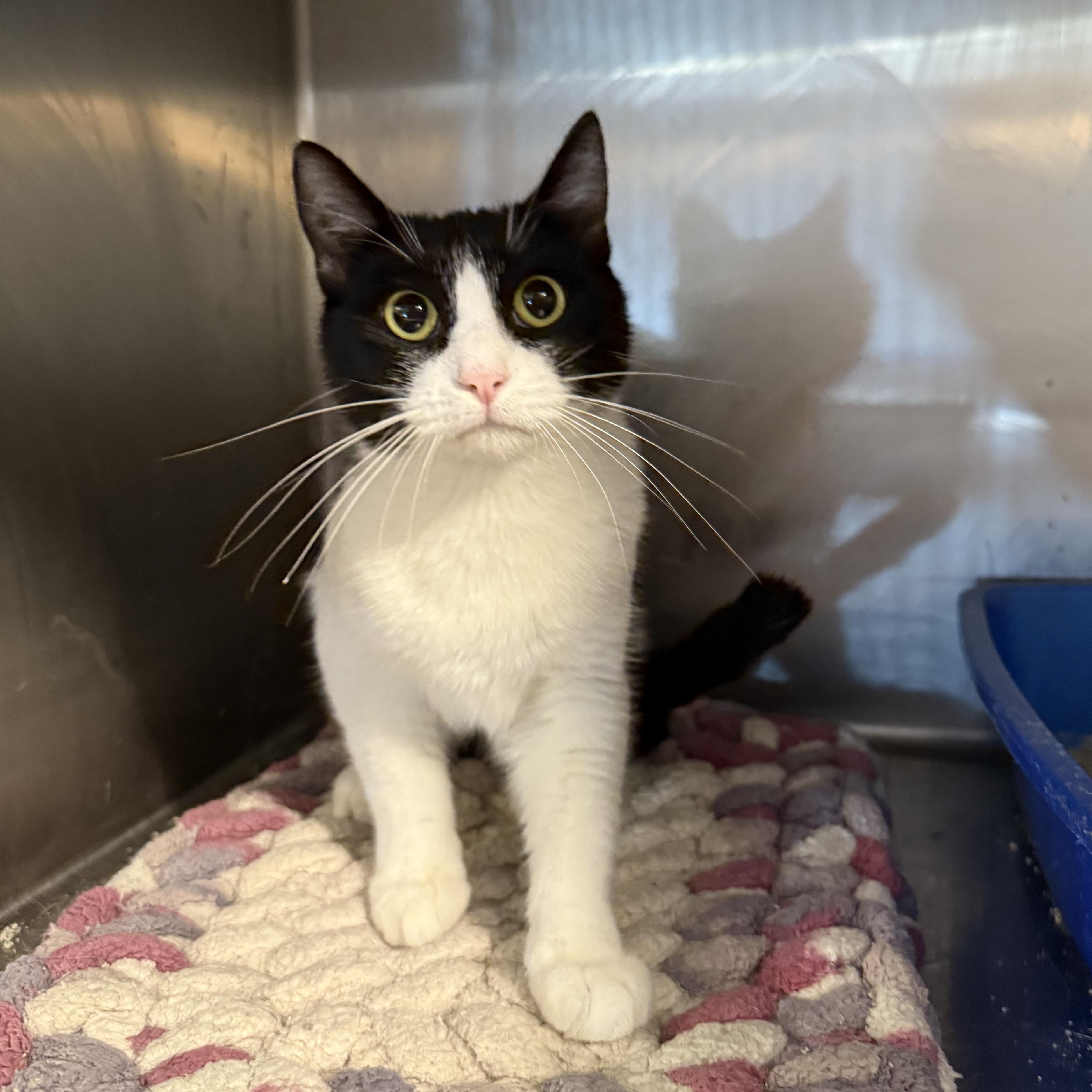 Enlarge Abbie, a Adoptable mixed breed in Antioch, CA image 6/6