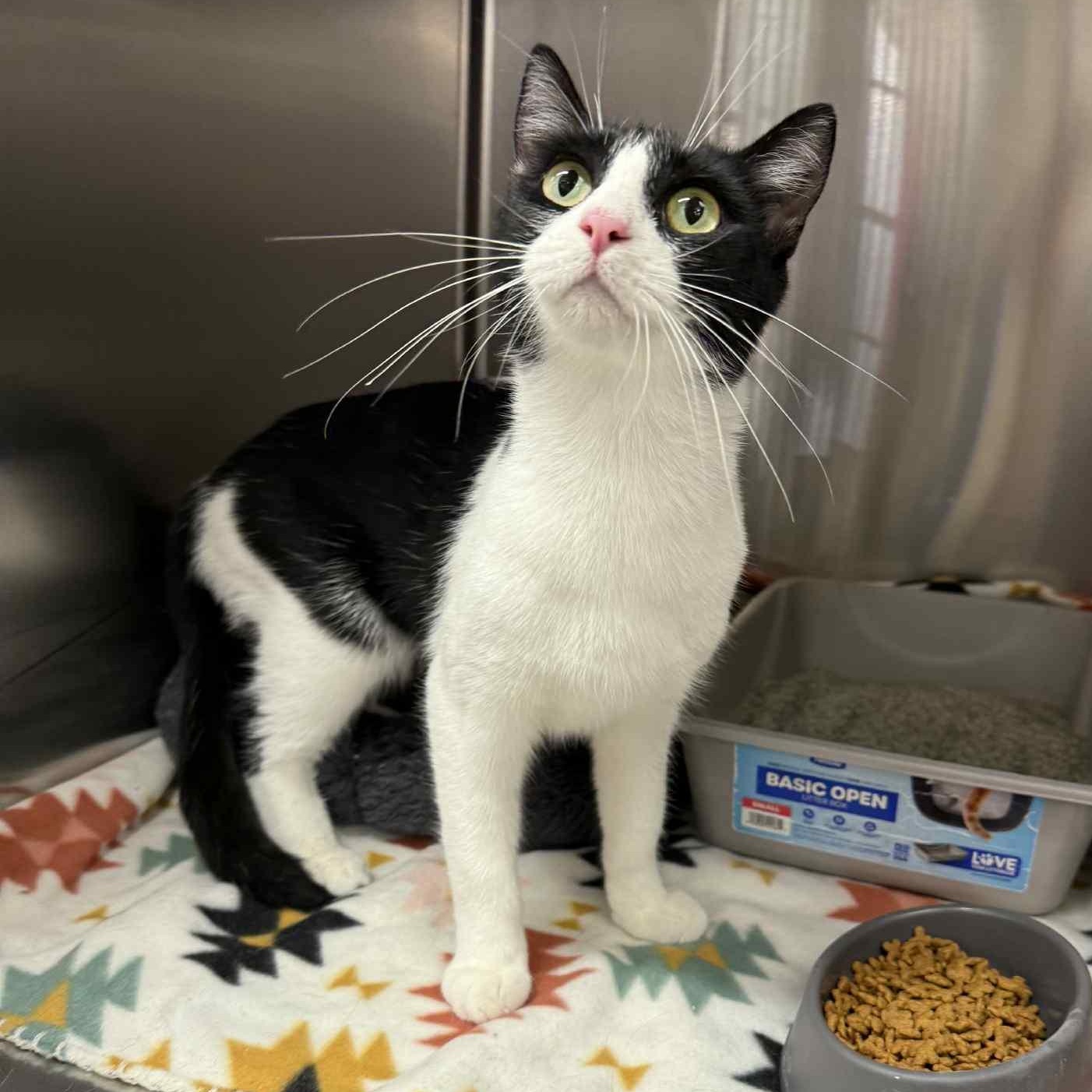 Enlarge Abbie, a Adoptable mixed breed in Antioch, CA image 4/6