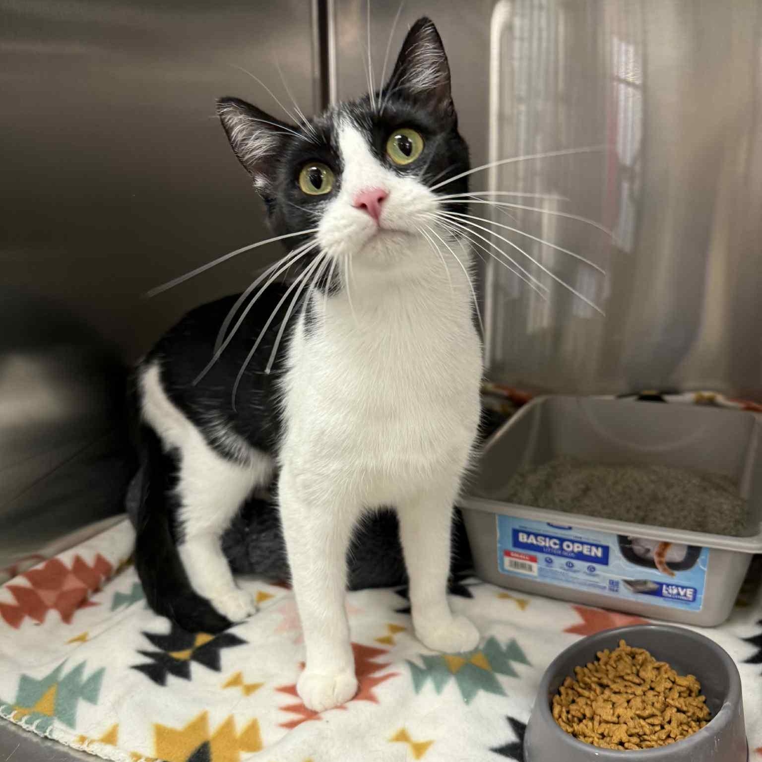 Abbie, Adoptable, Young Female Domestic Short Hair.