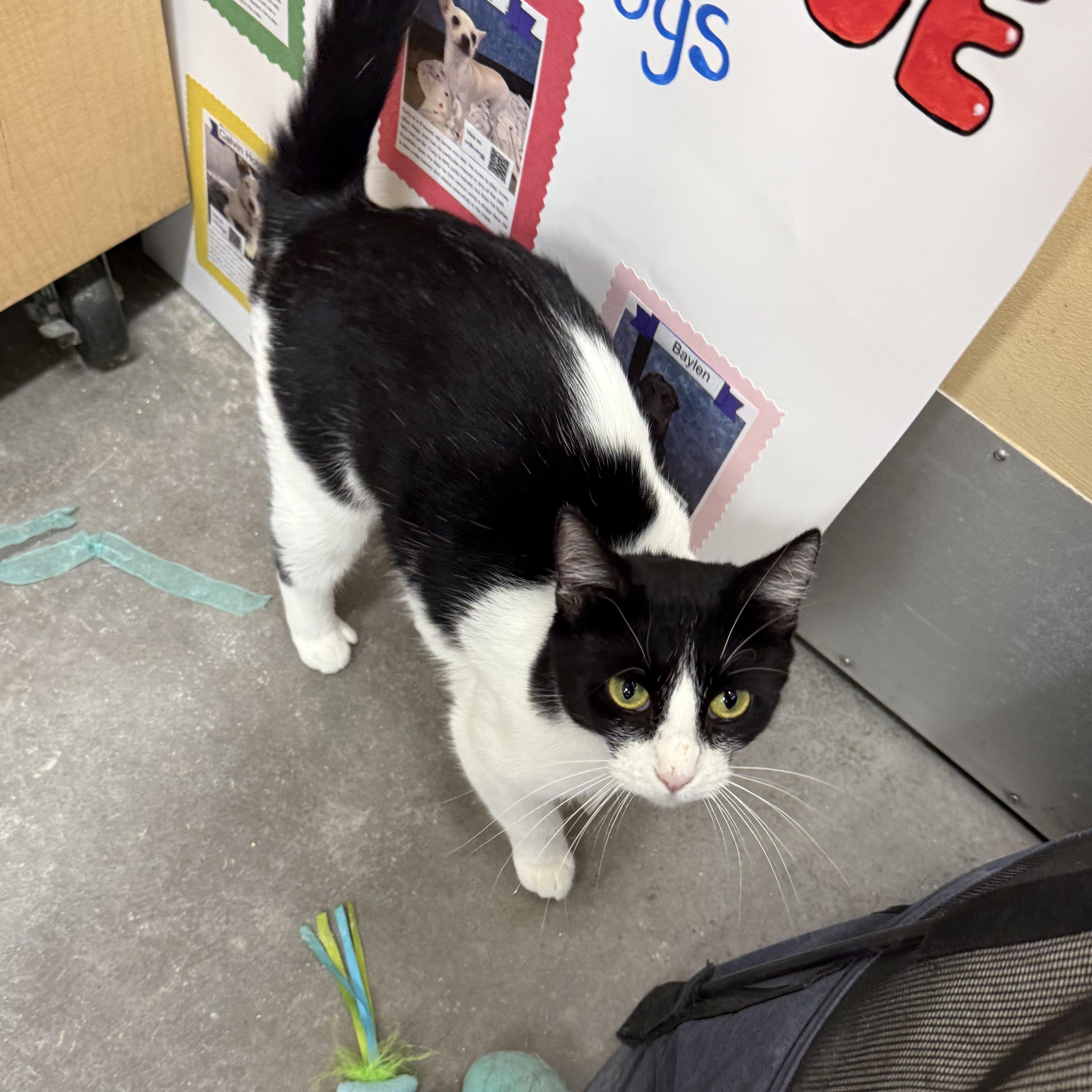 Enlarge Abbie, a Adoptable mixed breed in Antioch, CA image 2/6